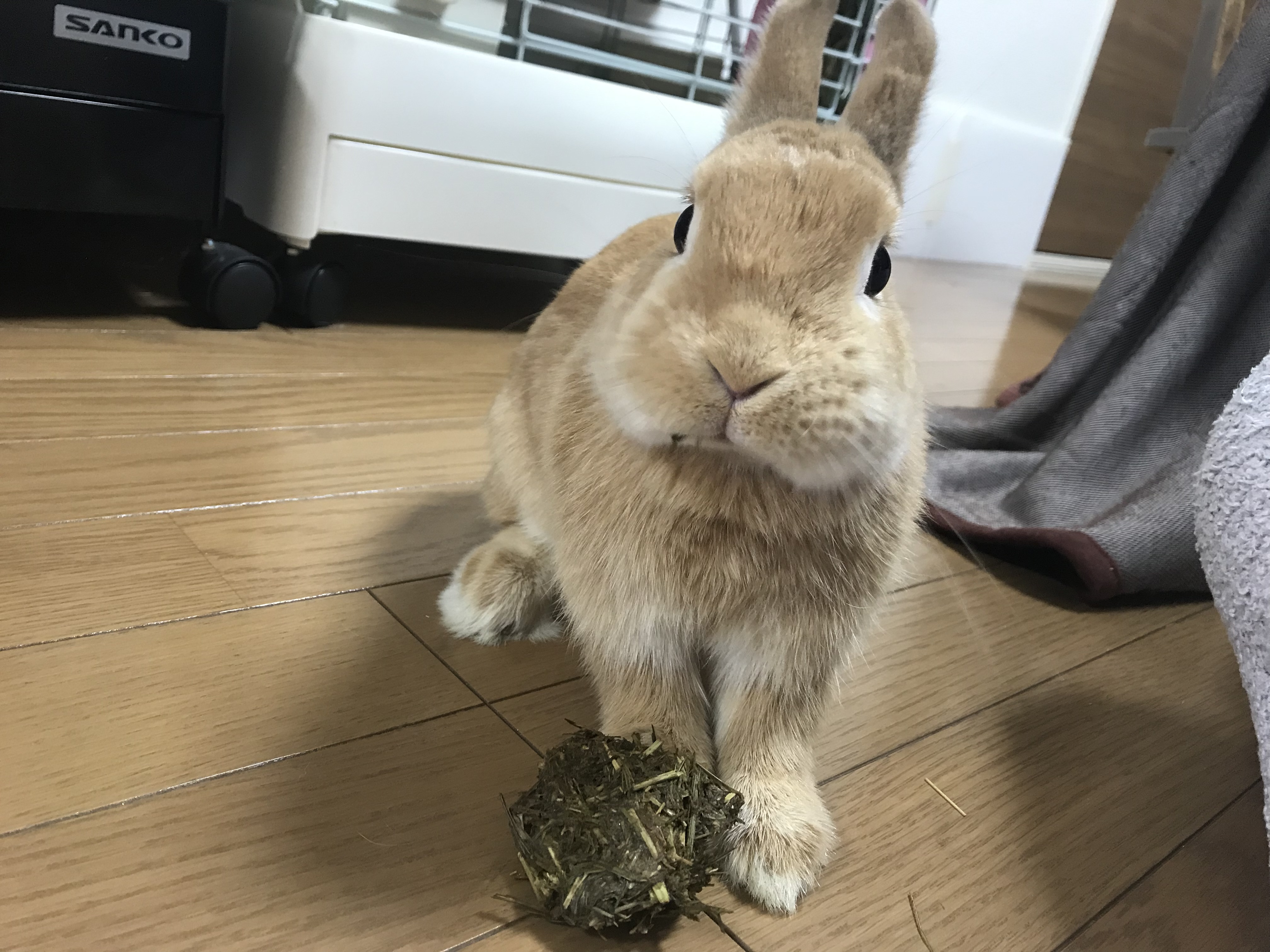 うさぎのおやつ作り 牧草クッキー乾かし方 オーブンvs天日干し うさぎ飼いの日常