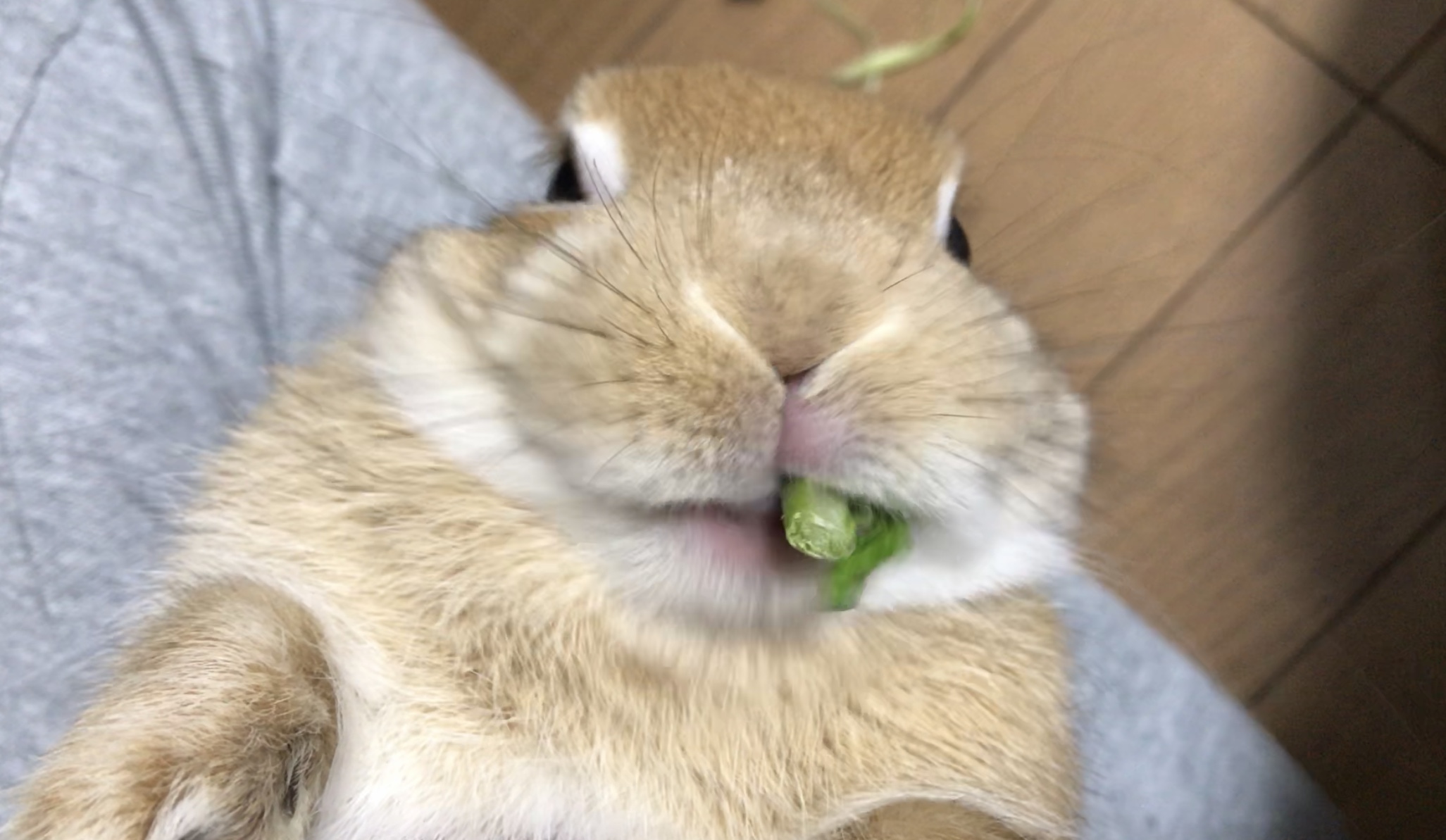 うさぎの不正咬合が改善した話 うさぎ飼いの日常