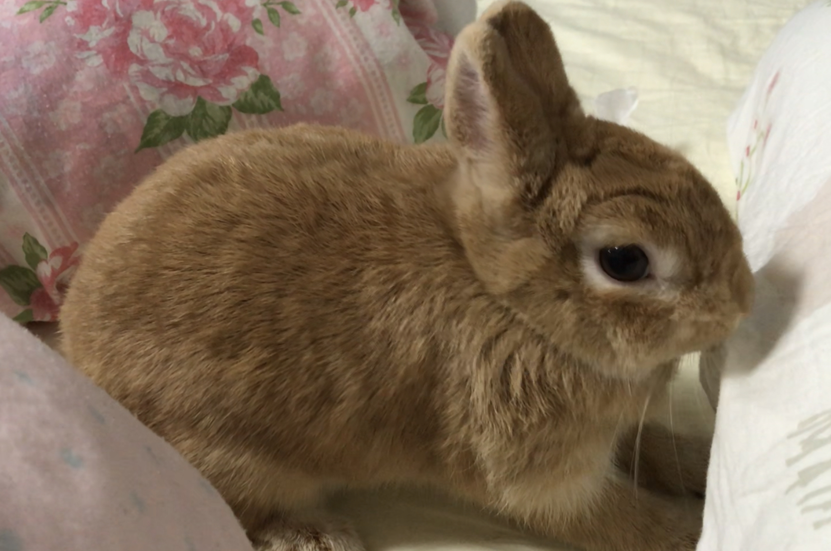 寒い季節限定の激萌なうさぎとの戯れ方 うさぎ飼いの日常